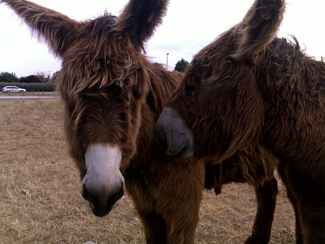 Poitou donkeys