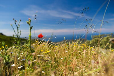 A meadow in Corsica