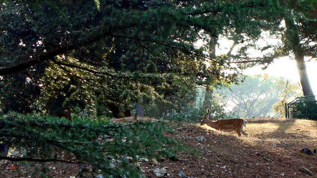 Deer