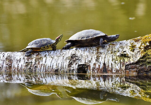 Turtles