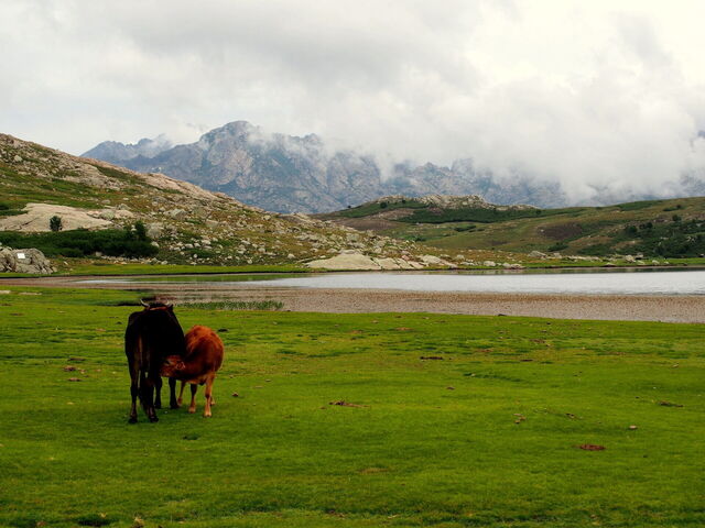 Cows in Corsica