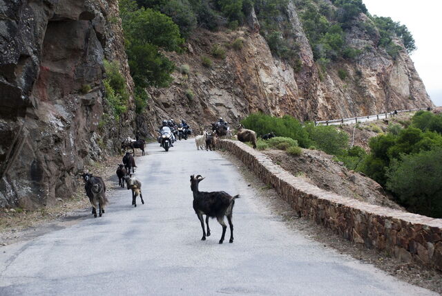 Goats in Corsica