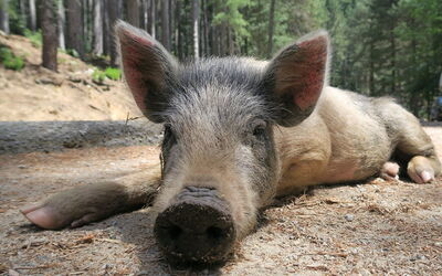 A wild pig in Corsica