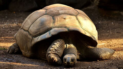 Giant Tortoise