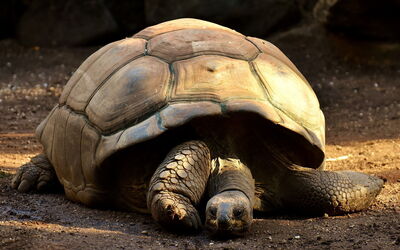 Giant Tortoise