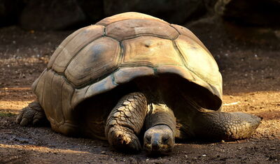 Giant Tortoise
