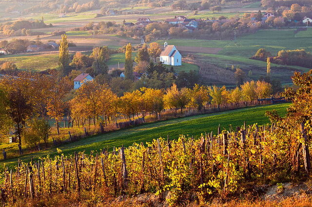 Autumn at vineyards in Istria
