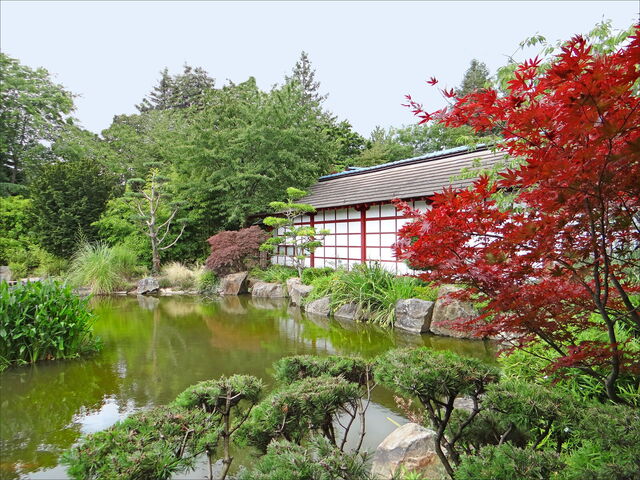 Jardin Japonais de l'Île de Versailles, maple