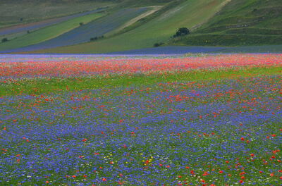 Piani di Castelluccio, detail