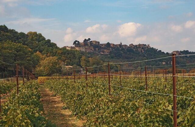 A vineyard in Provence