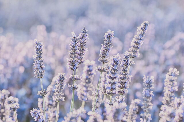 Lavender