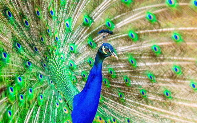 Lokrum, peacock