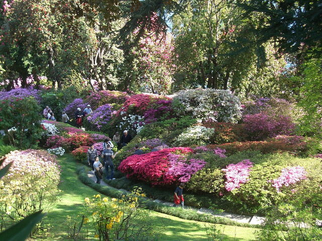 Villa Carlotta, azaleas