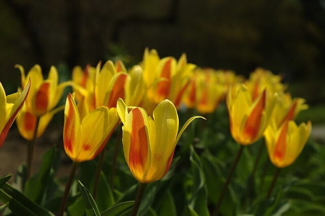 Botanical Garden of Zagreb, Tulips