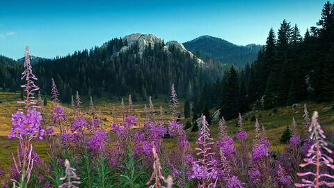 Flowers, Northern Velebit National Park