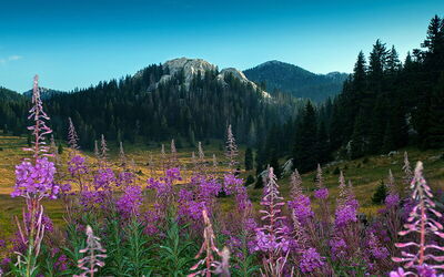 Flowers, Northern Velebit National Park
