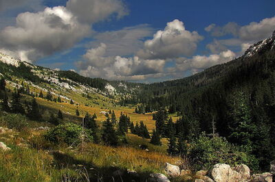 Forests, Northern Velebit National Park
