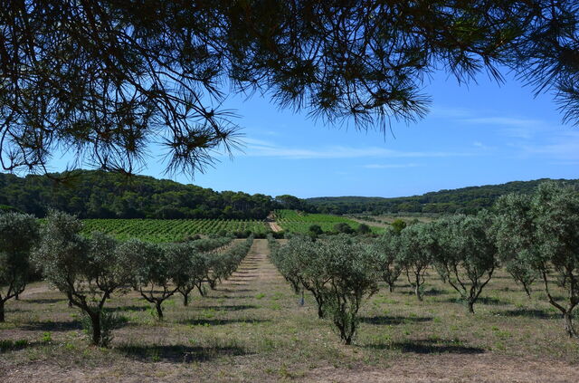 Olive Grove on Porquerolles