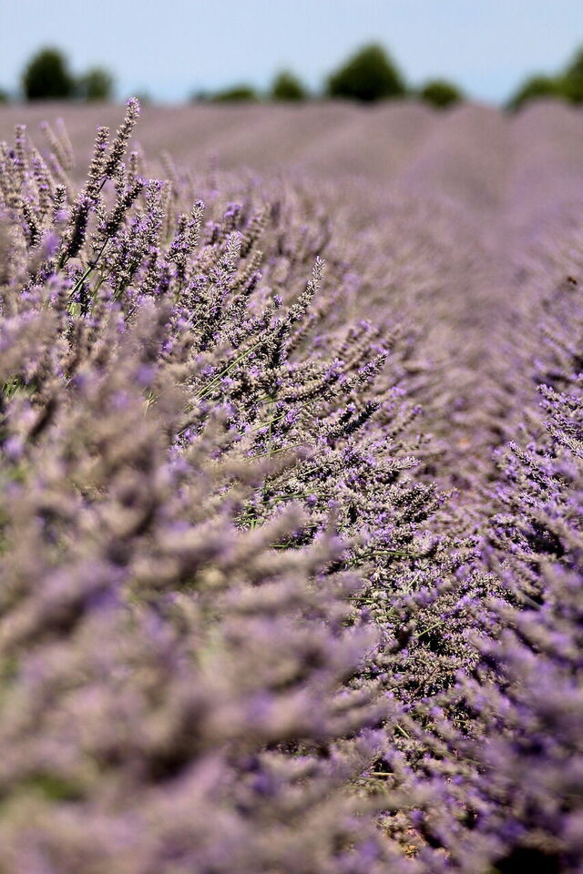 Lavender, detail