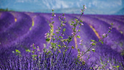 Lavender in Provence