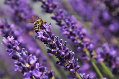 A bee on some lavender