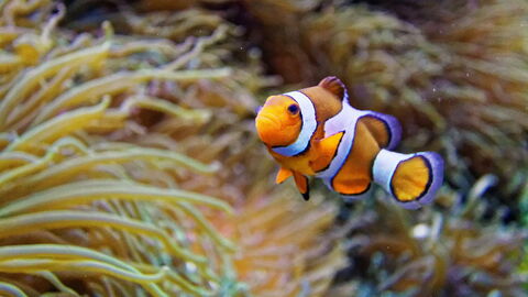 Océanopolis, Clown Fish