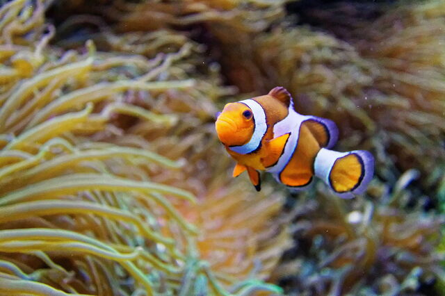Océanopolis, Clown Fish