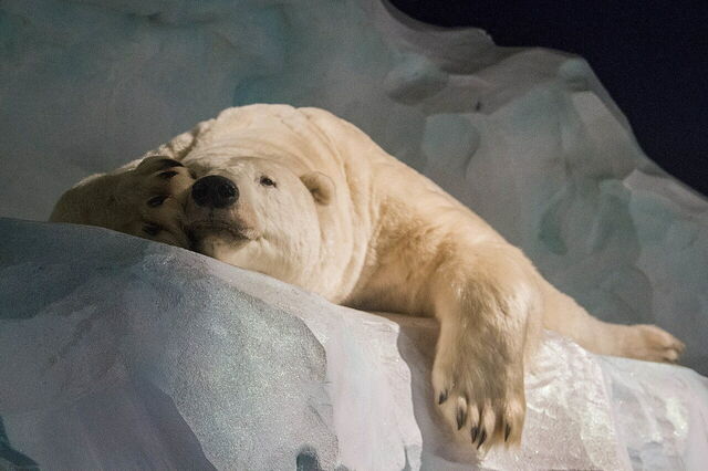 Océanopolis, Polar Bear