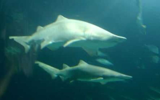 Sharks