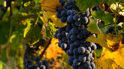 Grapes