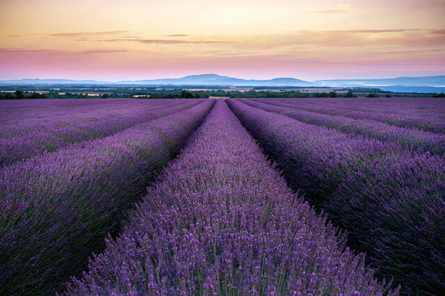 Fields of lavender