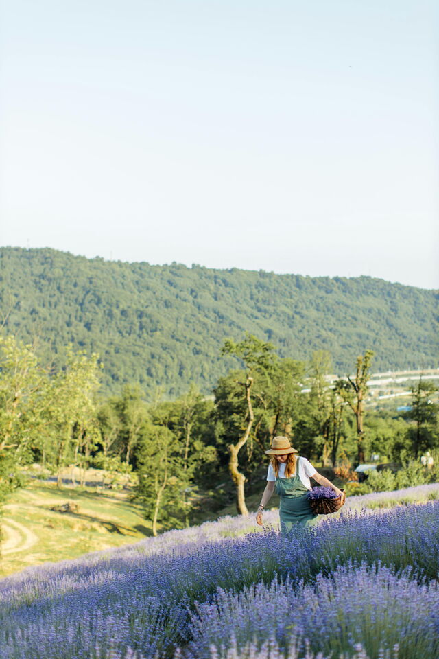 Gathering lavender