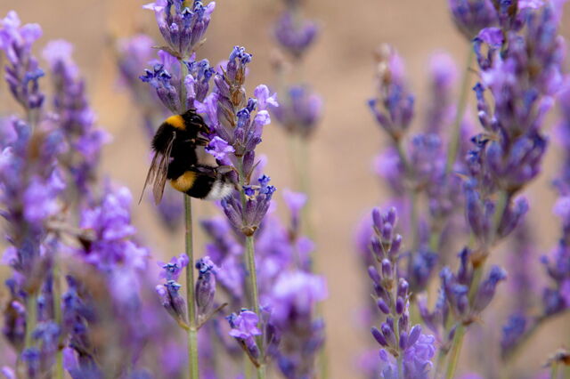 A bee on some lavender