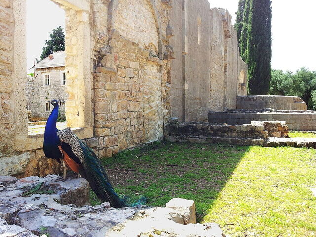 A peacock on Lokrum