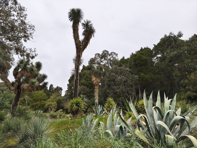 Botanical Gardens, Lokrum