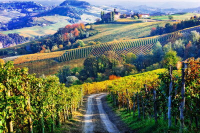 Piedmont, vineyards