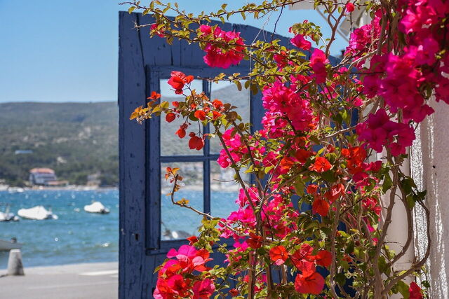 Flowers in Cadaqués