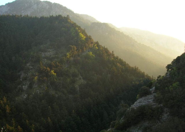 Forestry in Taygetos