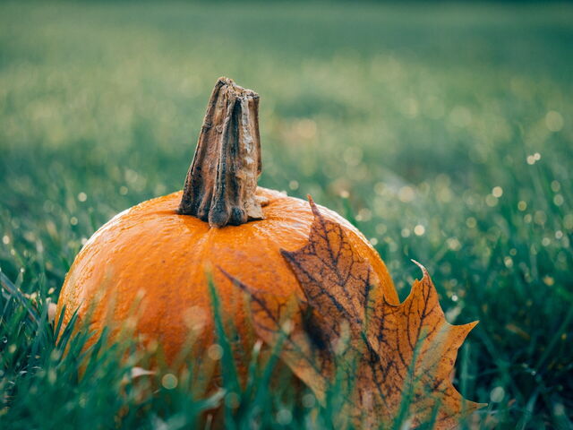 Pumpkin