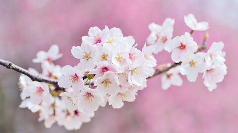 Cherry blossoms