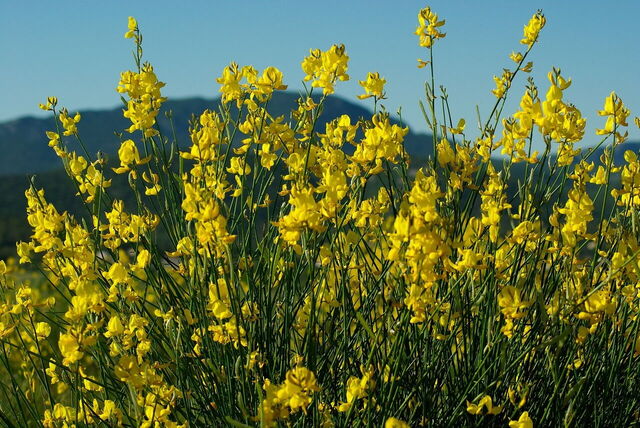 Broom