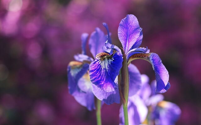 Irises