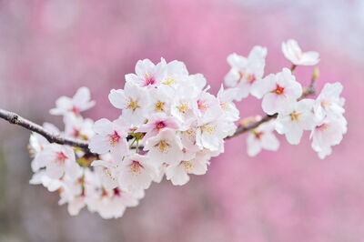 Cherry blossoms