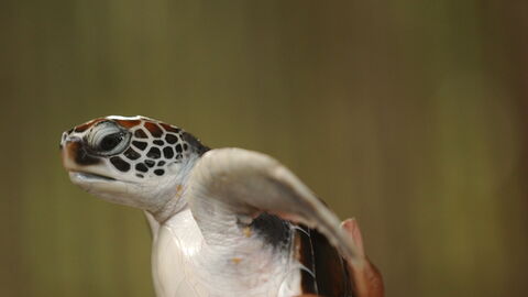 A baby loggerhead
