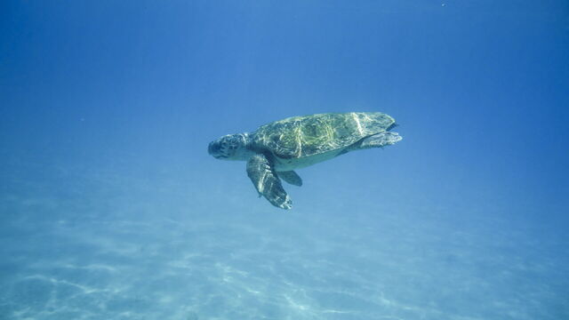 A loggerhead turtle in Zakynthos