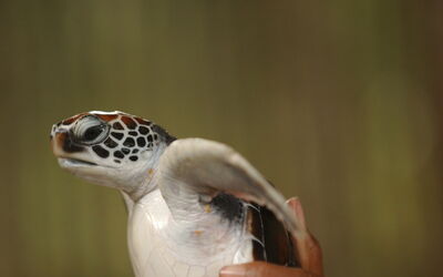 A baby loggerhead