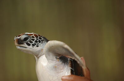 A baby loggerhead