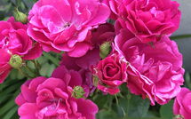 Photo submitted by guest of La Chaumière