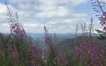 Photo submitted by guest of Hallenbadweg