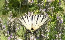 Photo submitted by guest of Molino Santa Lucia